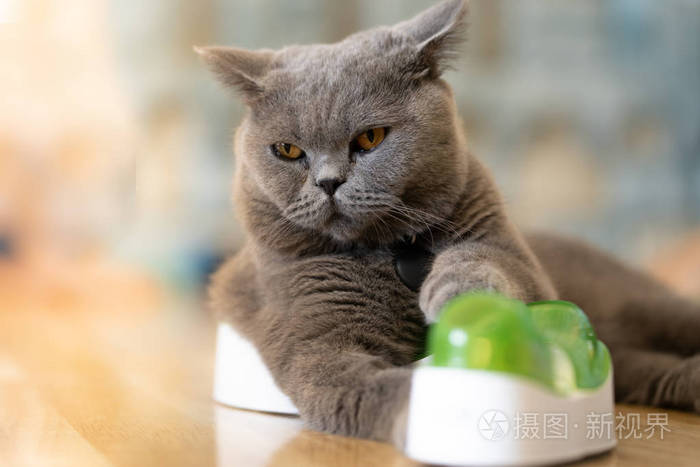 灰猫高兴地躺在房间的地板上