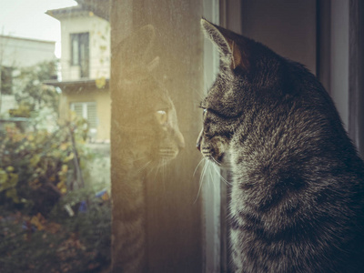 一只灰色的欧洲猫的侧脸透过窗户看。