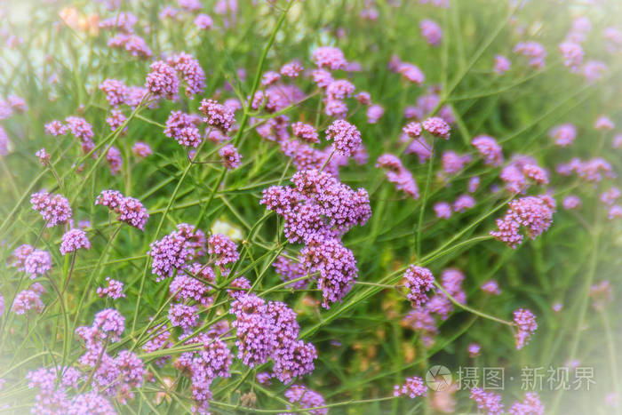 美丽的紫花的马鞭草也被称为紫顶马鞭草丛生马鞭草阿根廷马鞭草高大