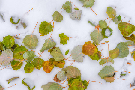 许多明亮的秋绿色和橙色的叶子躺在干净的白雪上