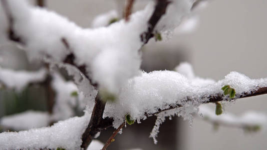 春季树花雪特写镜头..天气异常