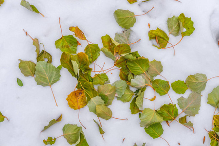 许多明亮的秋绿色和橙色的叶子躺在干净的白雪上