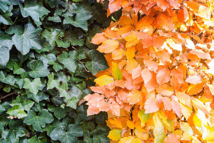 绿色和橙色的秋天叶背景与阳光特写秋天季节