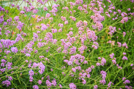 美丽的紫花的马鞭草，也被称为紫顶马鞭草，丛生马鞭草，阿根廷马鞭草，高大马鞭草或漂亮马鞭草。选择性重点