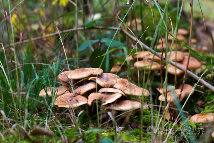 森林。树桩上生长着野生蘑菇
