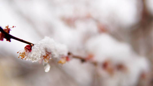 果树枝开花满春雪..电影稳定镜头