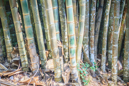 巨竹树干dendrocalumgiganteus,又称龙竹或巨竹,是一种巨大的热带和亚