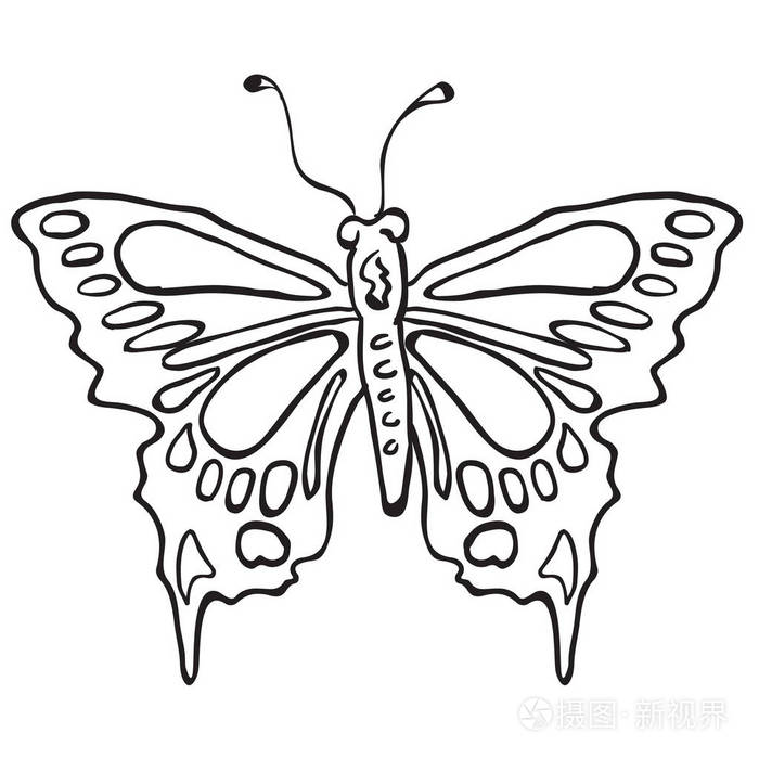 大孔雀蝶的简笔画法图片