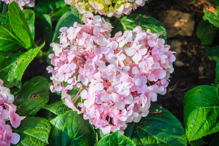 明亮的粉红色绣球花图片