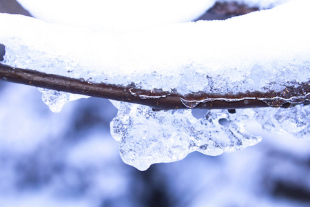 雪枝树冬天