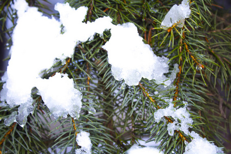 绿色的松树雪