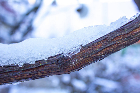 雪枝树冬天