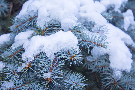 绿色的松树雪