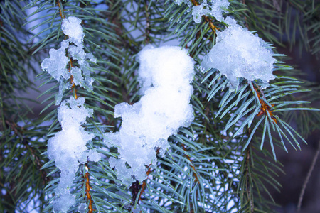 绿色的松树雪