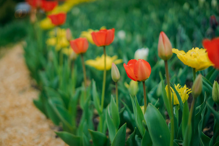 明亮的背景上有很多花.照片