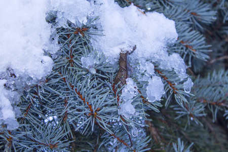 绿色的松树雪