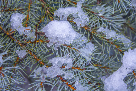 绿色的松树雪