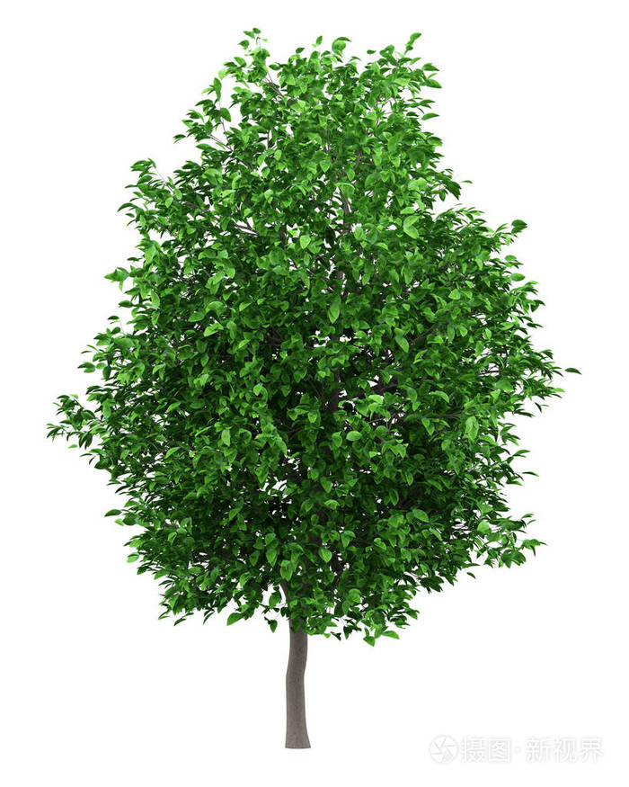 白色背景上分离的柚子树三维插图