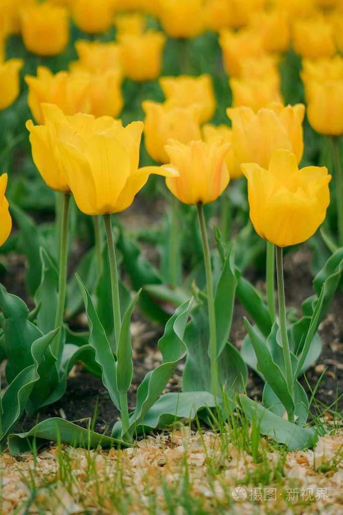 一片黄色的春天花黄色郁金香天然的新鲜绿色和明亮的颜色明亮的背景上