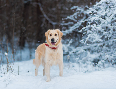 在冬天的天雪上的猎犬狗