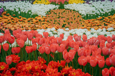 白色粉色花园郁金香图片