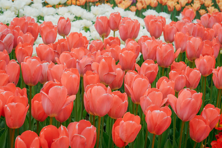 天然的新鲜绿色和明亮的颜色. 明亮的背景上有很多花.照片