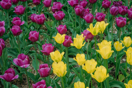 一片五颜六色的春花。 红色白色黄色紫色粉红色郁金香。 天然的新鲜绿色和明亮的颜色。 明亮的背景上有很多花。