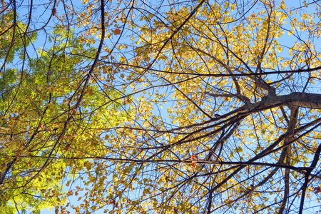 蓝天背景下树冠上的黄叶图片