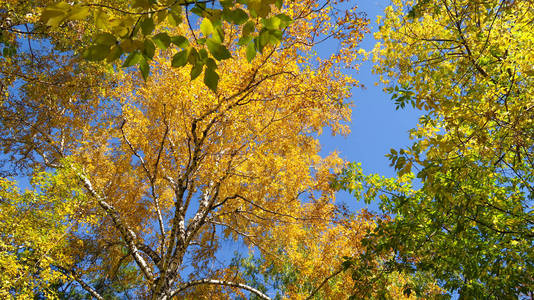 树的叶子从下面看到天空，秋天的风景