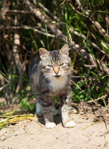 海滩上的野灰猫