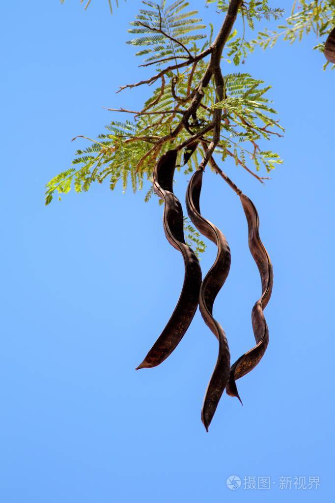 相思树对天空