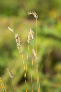 干草靠近