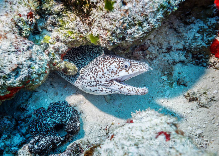 马尔代夫。 豹纹鳗鱼潜伏在海岸大陆架的珊瑚礁裂缝中。