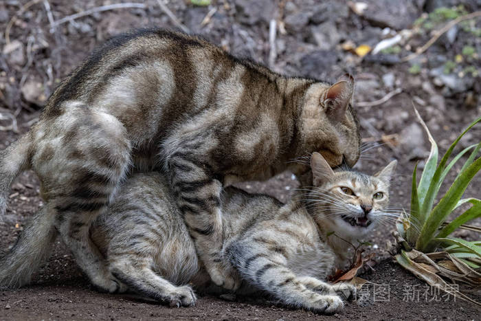 以太坊猫为什么能赚钱以及如何快速赚取以太坊