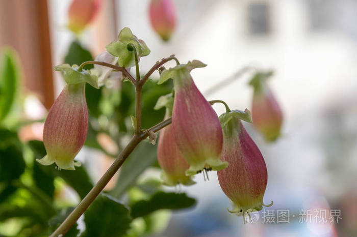 花铃状,粉红色和黄色的花在茎上的多汁开花植物