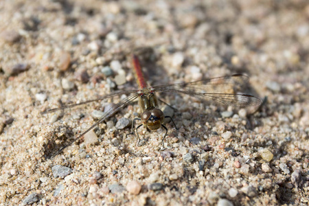 红翅目沙中的红翅目红蜻蜓在日光下也叫红翅目宏观美丽的昆虫
