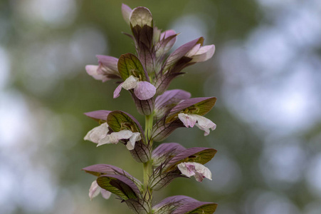红棘皮开花植物,茎上开花,草本,紫白色,绿色照片