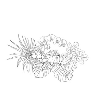 一种热带植物组成，棕榈叶怪物和白色兰花的植物学风格。 轮廓手绘矢量插图。 孤立在白色背景上。