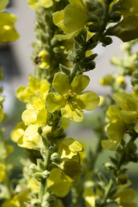 黄大花植物药用健康花