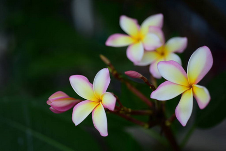 粉红色的白色花。黄色的花或白色的花背景。自然界中五颜六色的花。