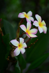 梅花。 粉红色的白色花。黄色的花或白色的花背景。自然界中五颜六色的花。