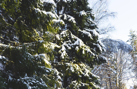 日落时晴朗的一天，白雪覆盖公园。