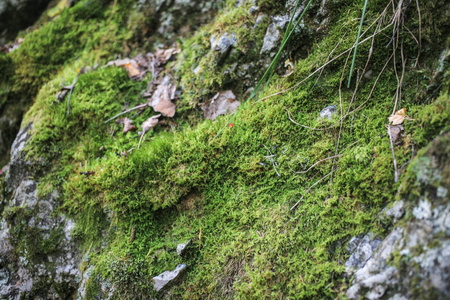 岩石背景上的苔藓