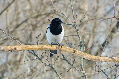 欧亚喜鹊(皮草)坐在干燥的橡木树枝上,四处寻找食物.照片