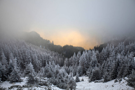 圣诞节和新年背景，山上有冬天的树，覆盖着新鲜的雪魔法节日背景