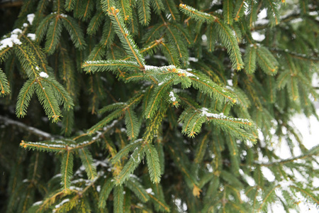 冬天有雪的绿色云杉枝