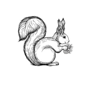 松鼠吃松果. 图形绘图雕刻风格. 矢量图.照片