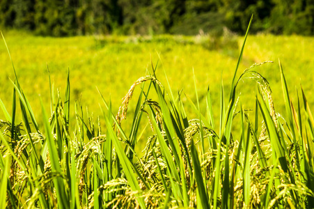 在自然地田中封闭具有金粒背景的水稻植株