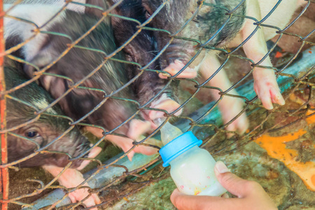 用奶瓶喂小猫图片