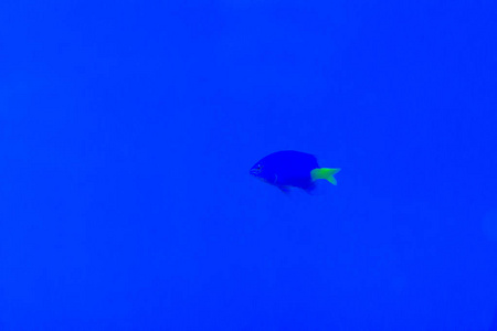 s damselfish, red tail Australian damsel, sapphire devil, skybl